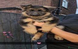 German Shepherd dogs for stud: Gorgeous German Shepherd male for stud - Image 12