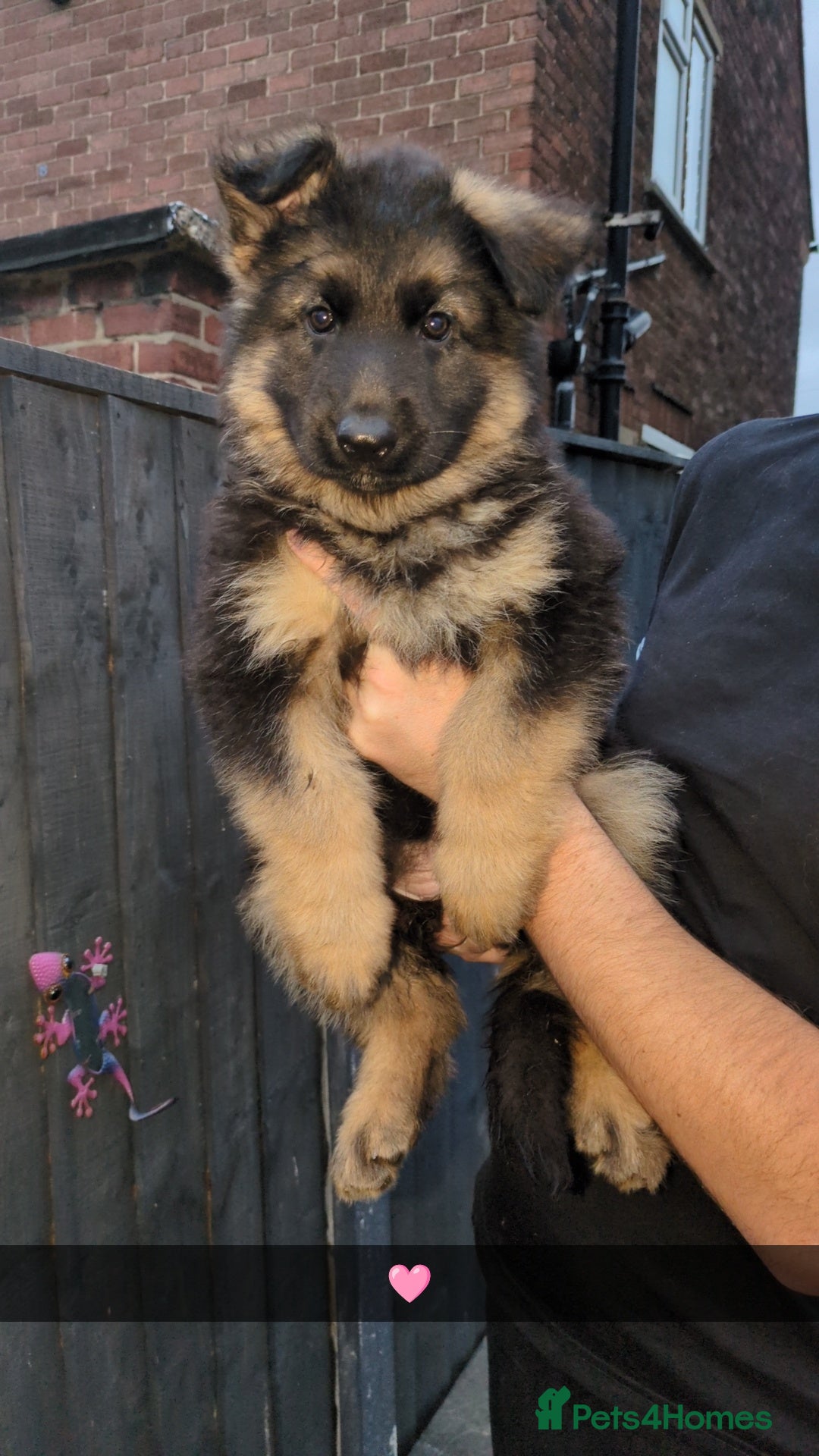 German Shepherd dogs for stud: Gorgeous German Shepherd male for stud - Image 12