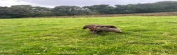 Cocker Spaniel dogs for sale: Outstanding Pedigree Liver Working Cocker Pups in Newton Abbot - Advert 4