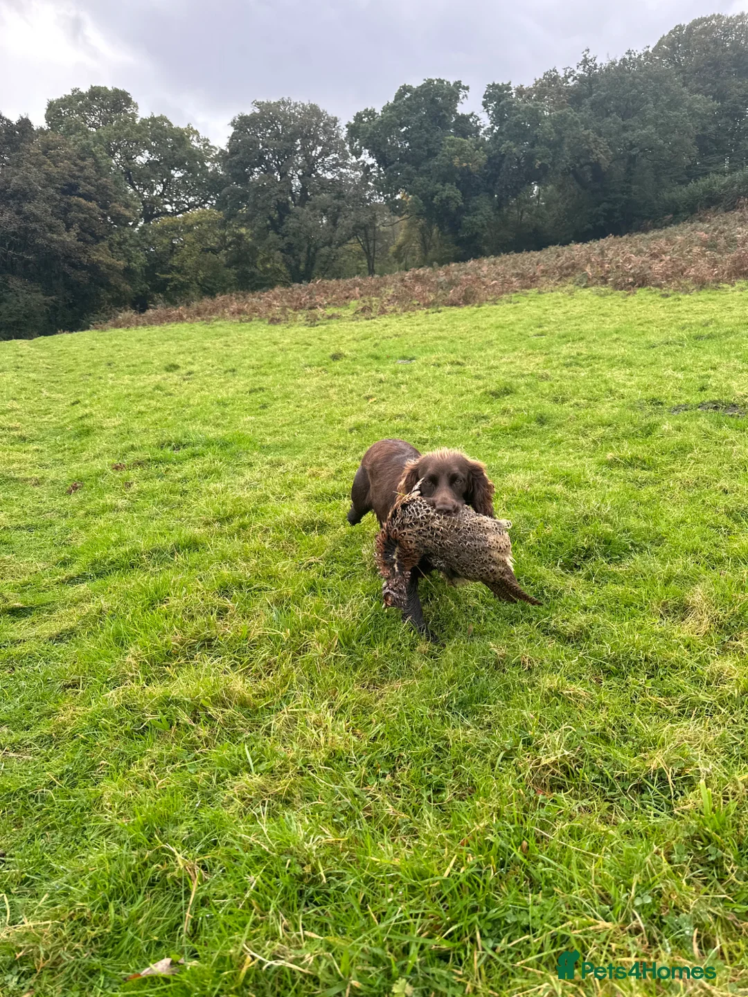 Cocker Spaniel dogs for sale: Outstanding Pedigree Liver Working Cocker Pups in Newton Abbot - Advert 4