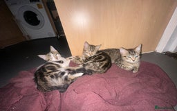 Mixed Breed cats for sale: 3 beautiful tabby’s - Image 10