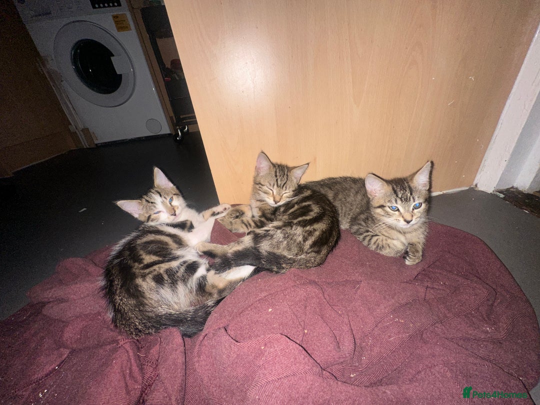 Mixed Breed cats for sale: 3 beautiful tabby’s - Image 10