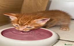 Maine Coon cats for sale: ✨2 Boys and 3 Girls Maine Coon kittens ✨🐾 - Image 7