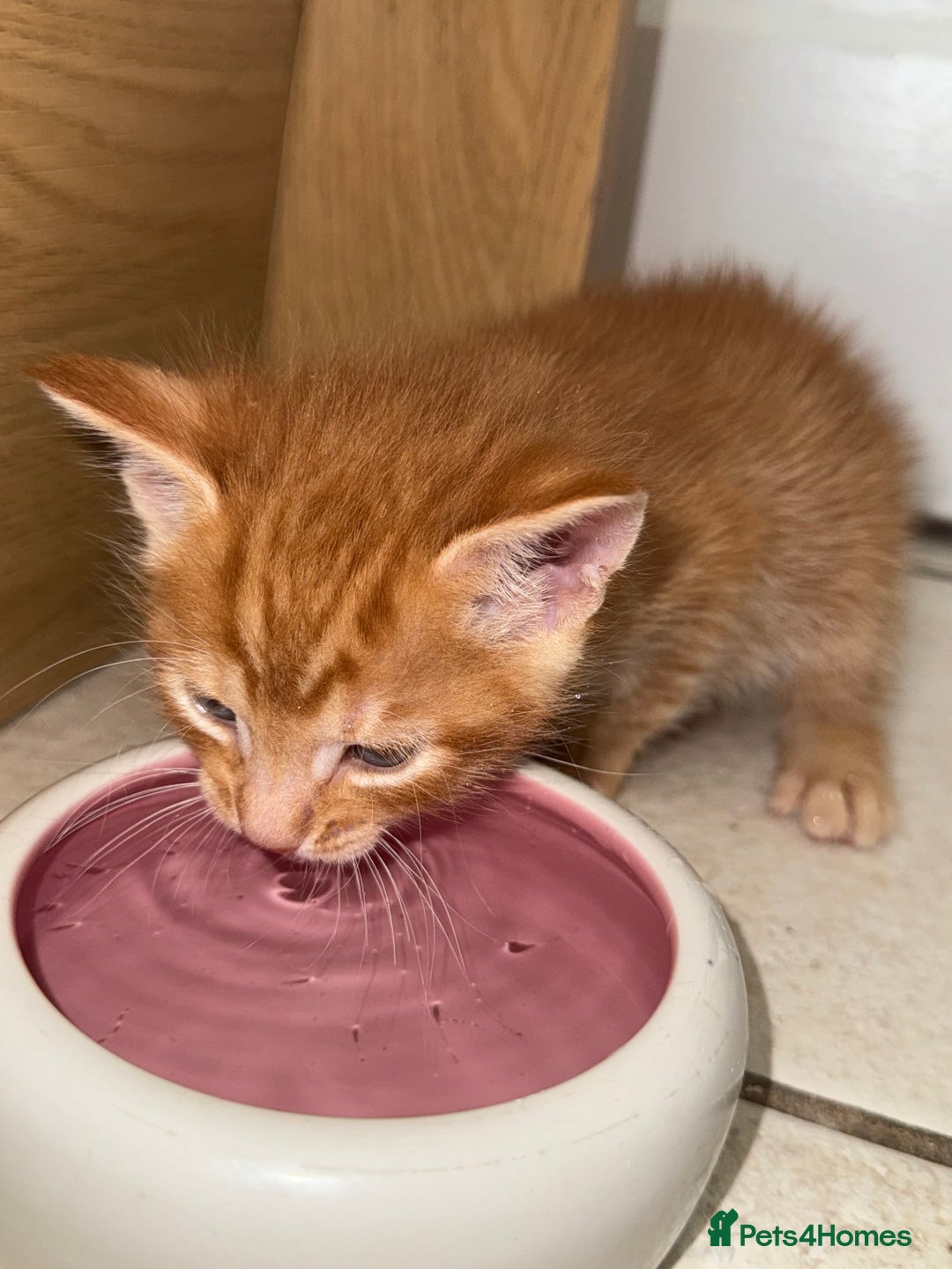 Maine Coon cats for sale: ✨2 Boys and 3 Girls Maine Coon kittens ✨🐾 - Image 7