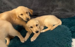 Golden Retriever dogs for sale: Golden retriever  - Image 8