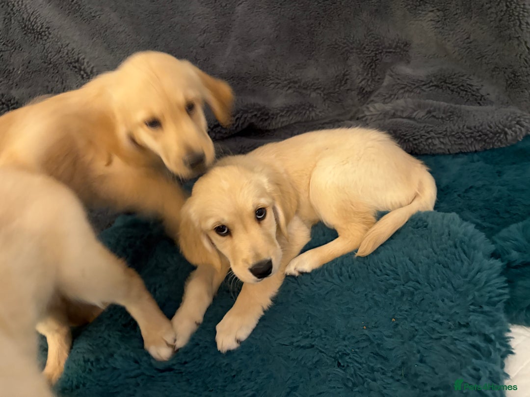 Golden Retriever dogs for sale: Golden retriever  - Image 8