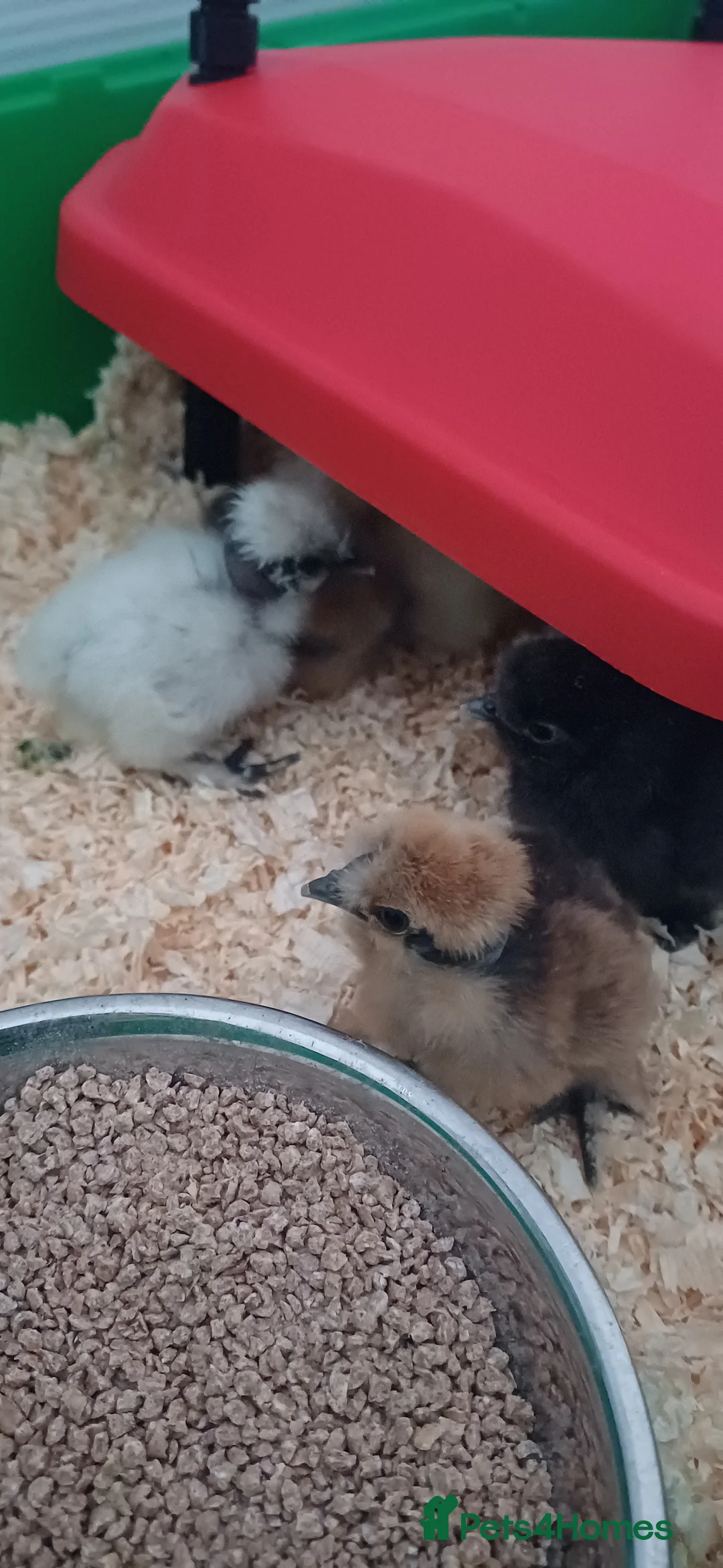 Chickens poultry for sale: Silkie chicks available now & hatching eggs - Advert 1
