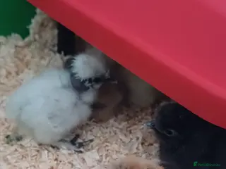 Chickens poultry Silkie chicks available now & hatching eggs - Advert 23