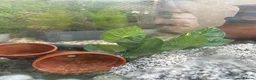 Fancy Goldfish fish for sale: Big fish tank and all accessories - Advert 5