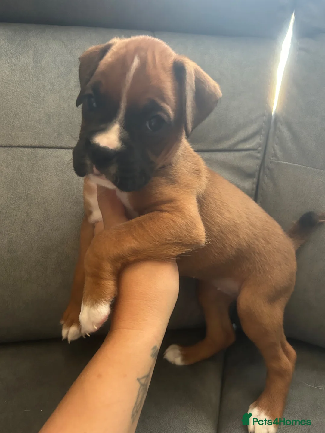 Boxer dogs for sale: Bobtail puppy boxers  - Advert 17