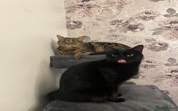 Domestic Shorthair cats for sale: Beautiful sisters looking for a new home  - Image 1