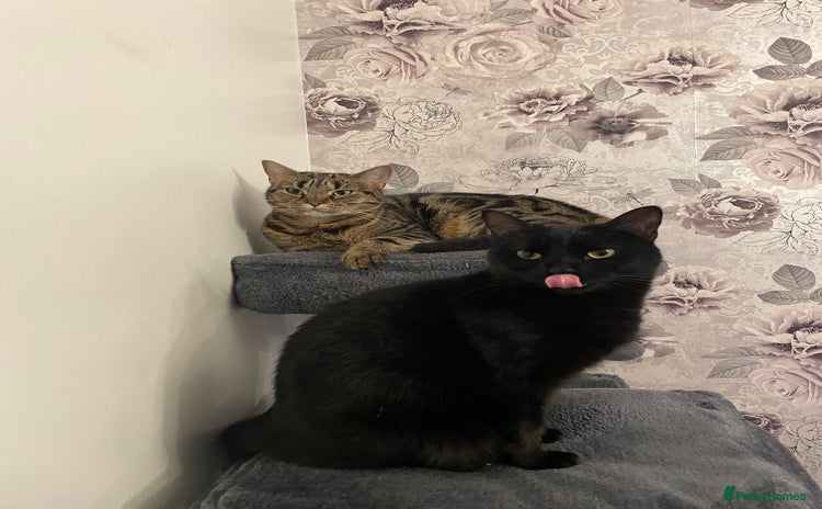 Domestic Shorthair cats - Advert 10