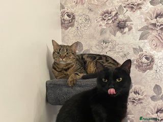 Domestic Shorthair cats - Advert 23