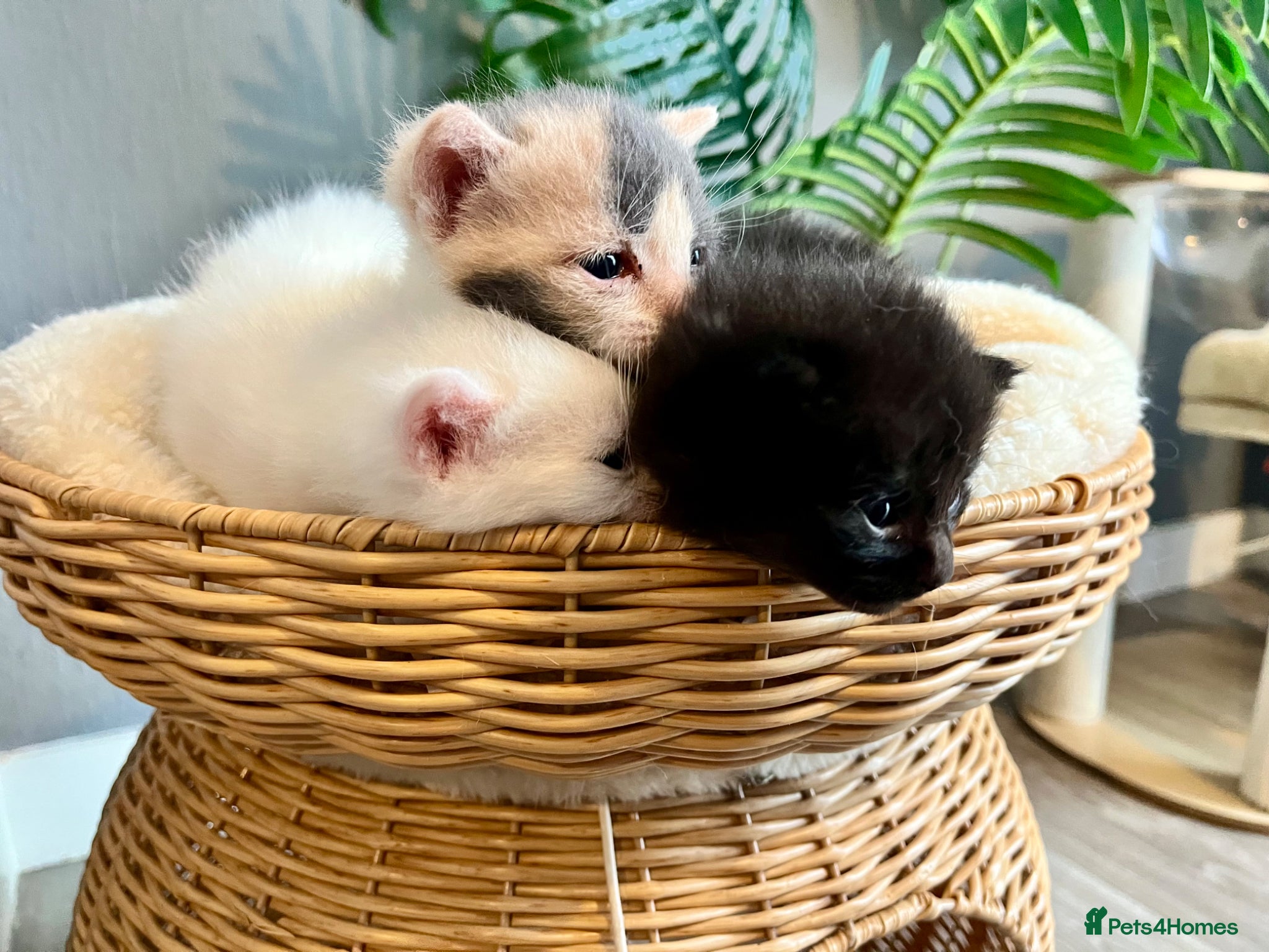 Turkish Angora cats Beautiful fluffy kittens  - Advert 2