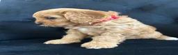 Cavapoo dogs for sale: Stunning F1 Cavapoo health tested parents  - Advert 24