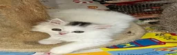 Turkish Angora cats for sale: Stunning Turkish Angora x Persian  - Advert 8