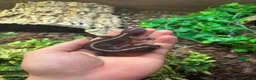 Gecko reptiles for sale: 3 fat tailed geckos all female not including tank in High Wycombe - Advert 6