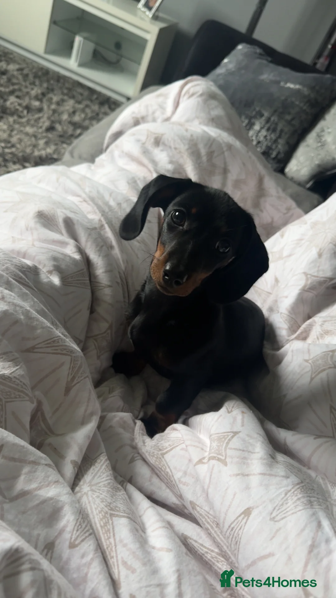 Miniature Dachshund dogs for sale: Black and Tan miniature dachshund girl  in Sheffield - Advert 3