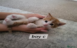 Mixed Breed cats for sale: 2 ginger male kittens, 1 female tabby - Image 2