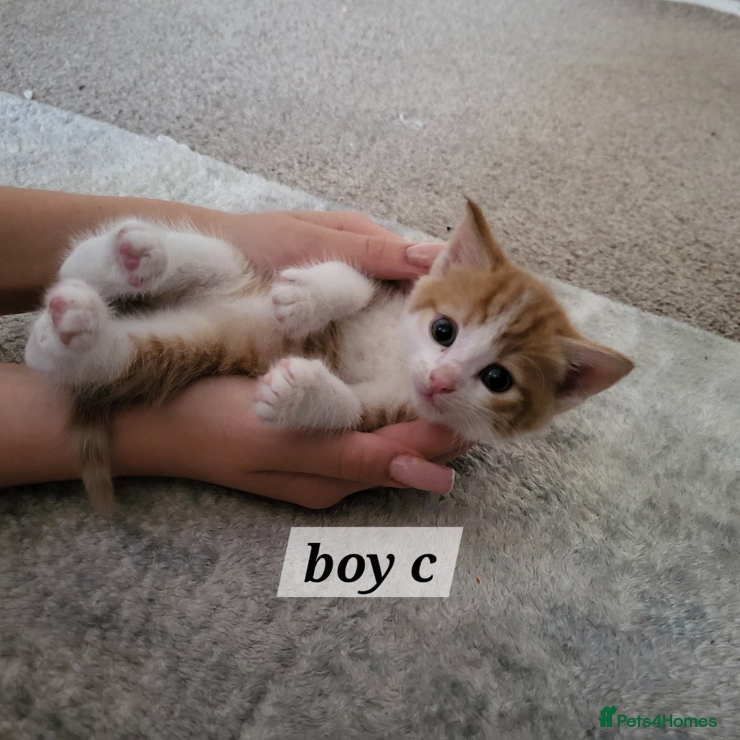 Mixed Breed cats for sale: 2 ginger male kittens, 1 female tabby - Image 2