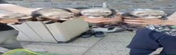 Ferret rodents for sale: Ferret kits Cinnamons also browns available  - Advert 13