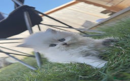 British Longhair cats for sale: 6 Adorable British ShortHair X LongHair kittens .  - Image 24