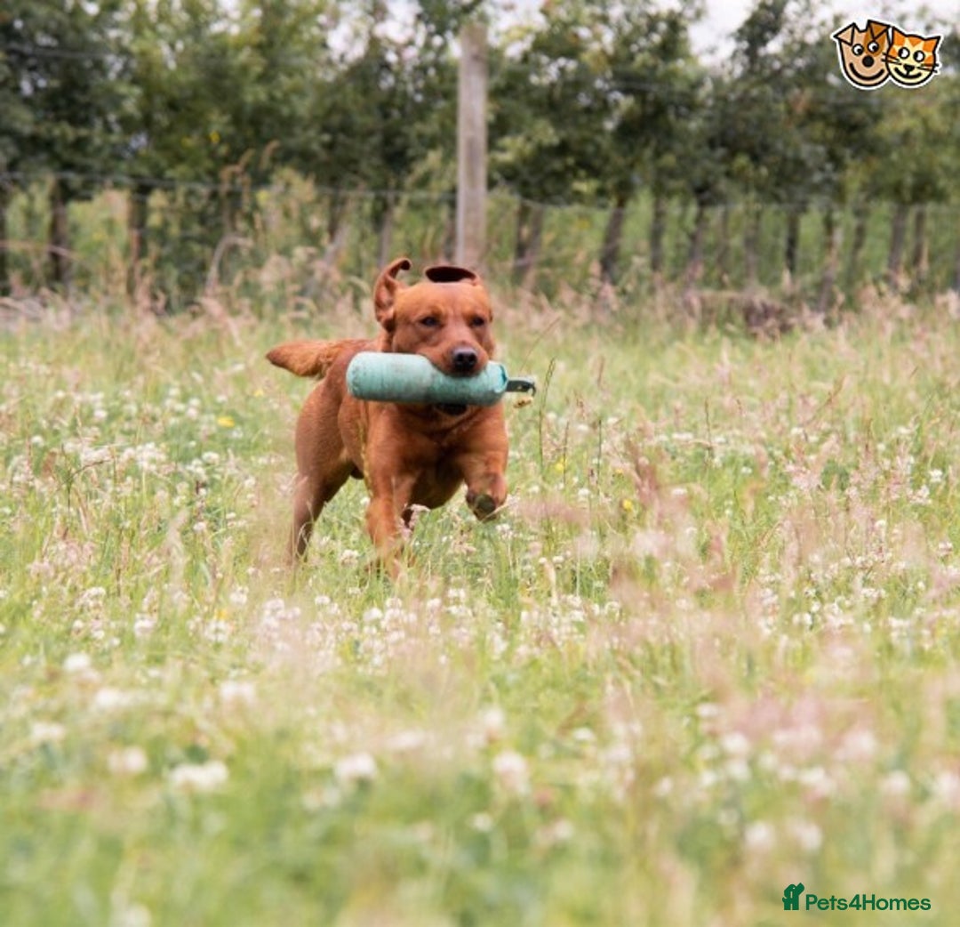 Labrador Retriever dogs for stud: FULLY HEALTH TESTED fox red labrador in Malton - Advert 5