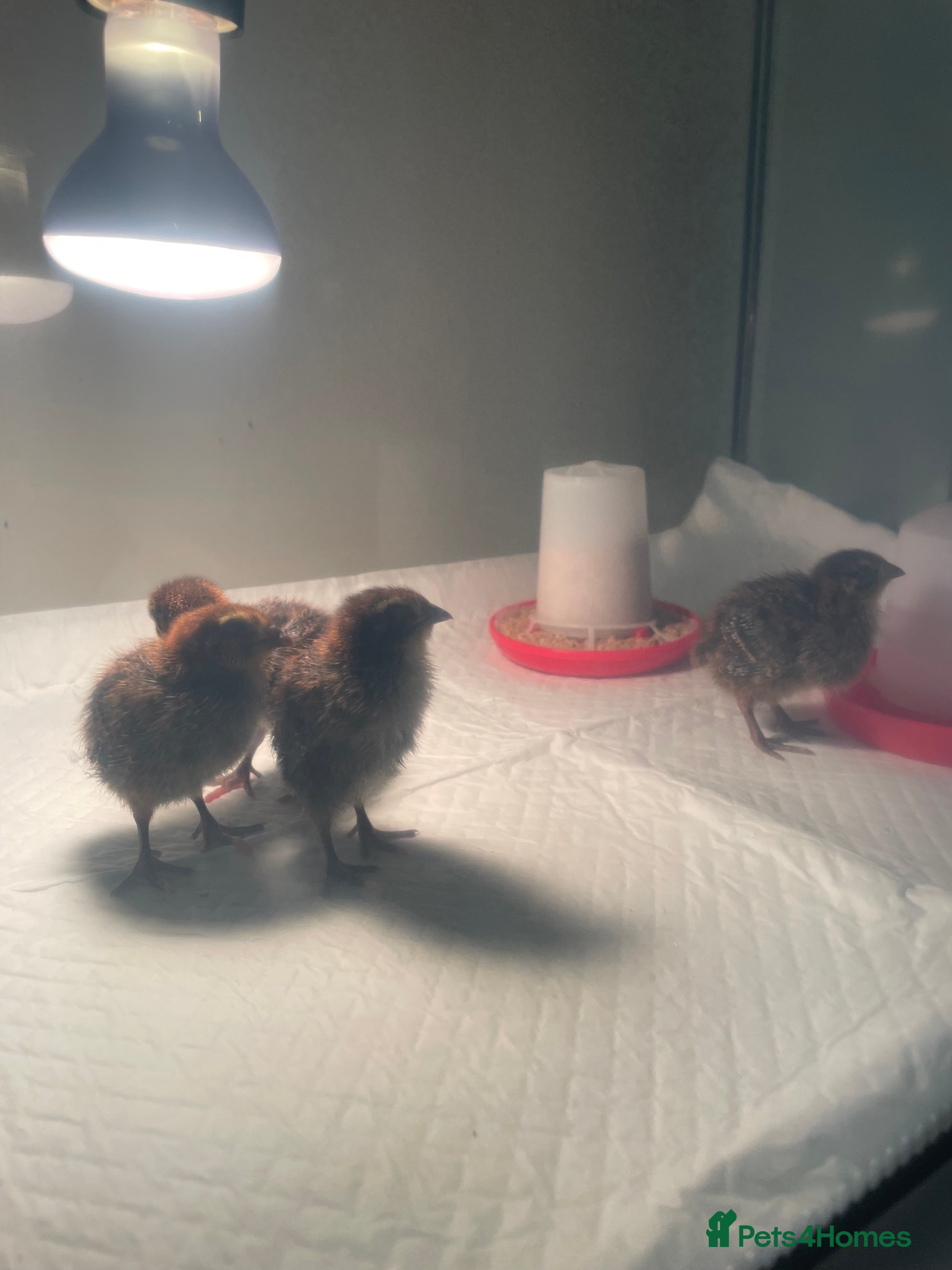 Quail poultry Quail chicks  - Advert 1