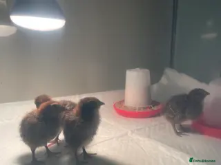 Quail poultry Quail chicks - Advert 1