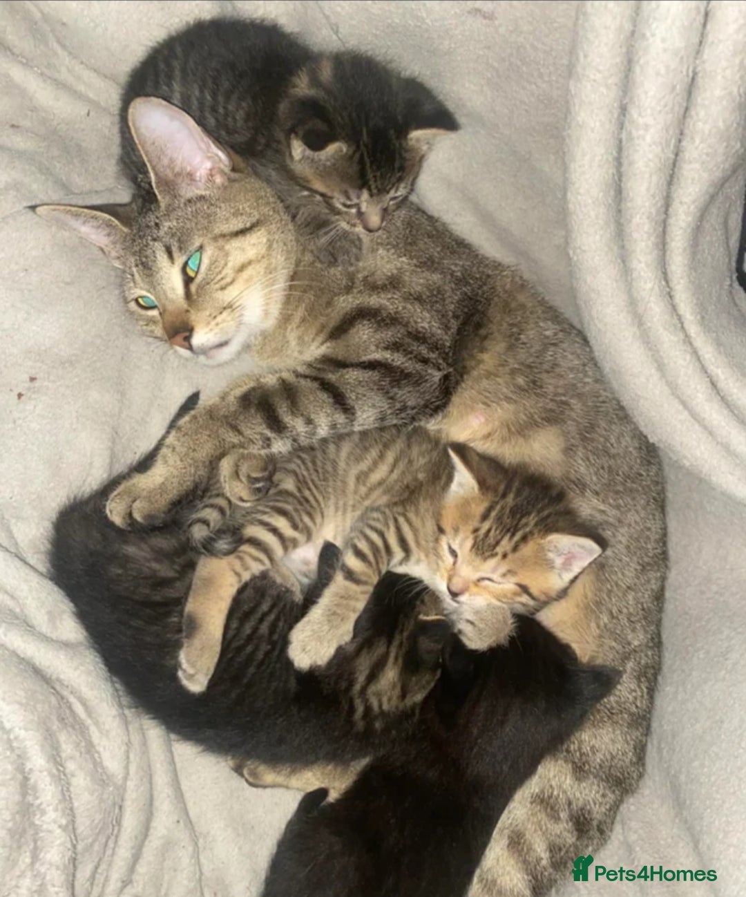 Domestic Shorthair cats for sale: 3 female kittens  - Image 6