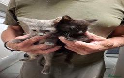 Mixed Breed cats for sale: 5 kittens ready to go  - Image 2