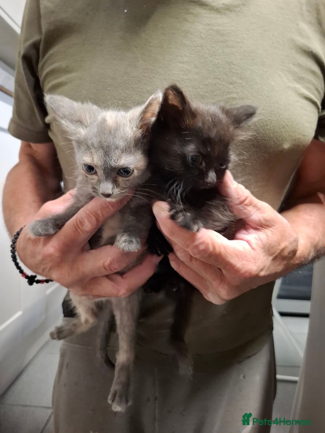 Mixed Breed cats for sale: 5 kittens ready to go  - Image 2