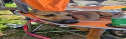 Mixed Breed dogs for sale: Belgian malinois / saluki  in South Shields - Advert 4