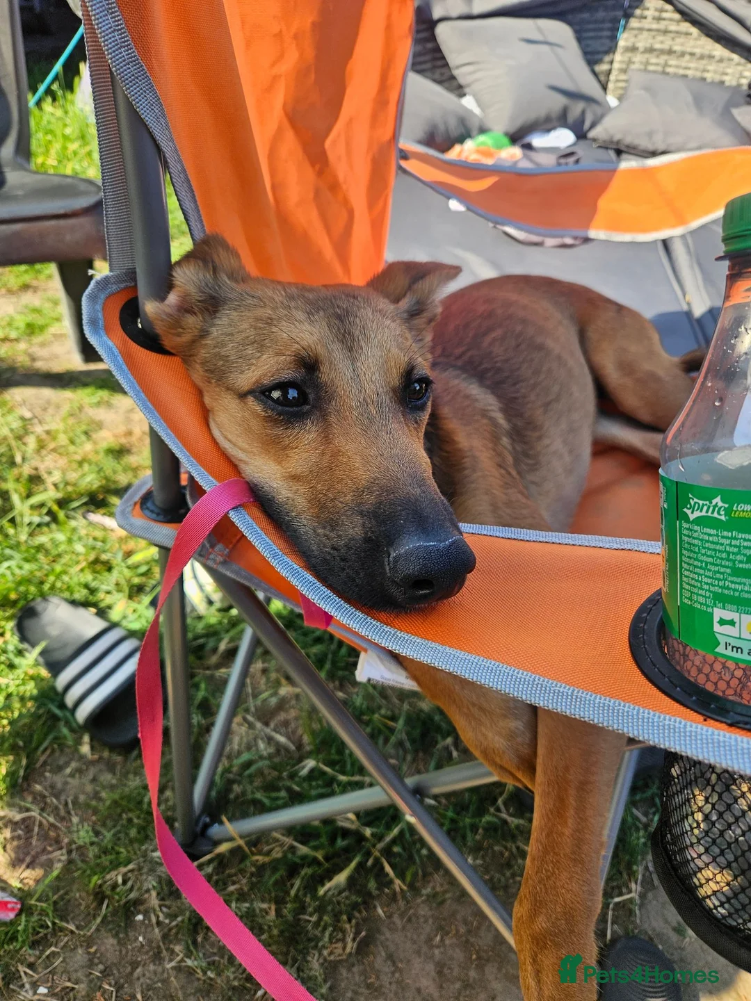 Mixed Breed dogs for sale: Belgian malinois / saluki  in South Shields - Advert 4