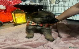 German Shepherd dogs for sale: Lovely shepherds  - Advert 12