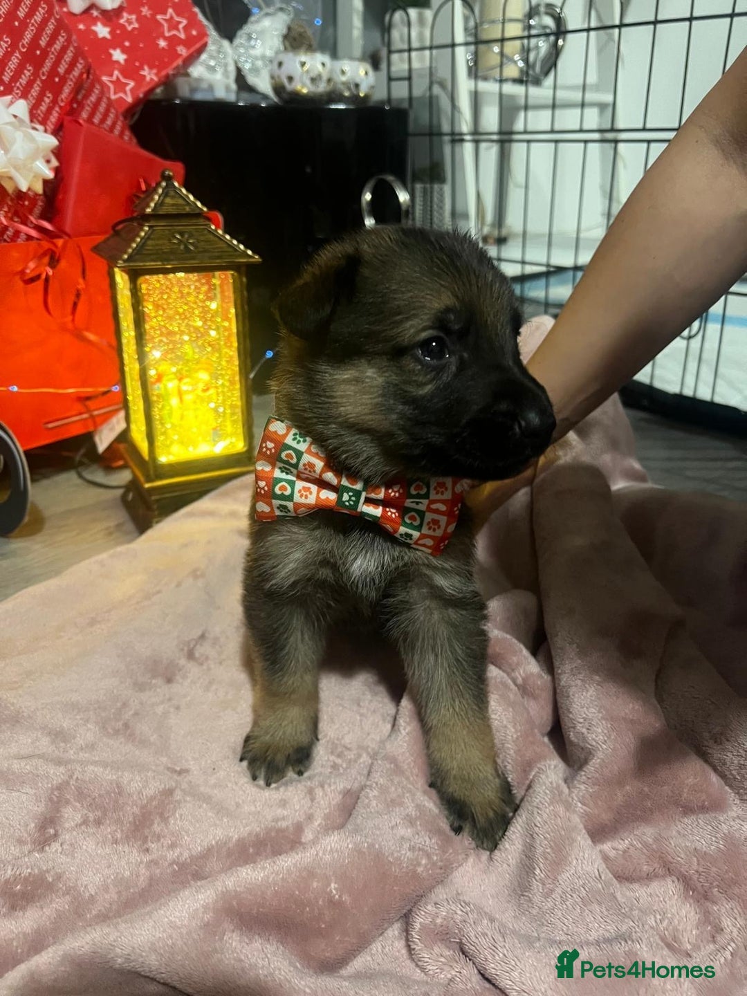 German Shepherd dogs for sale: Lovely shepherds  - Advert 12