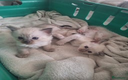 Siamese cats for sale: 2 beautiful siamese kittens  - Image 1