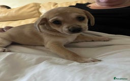 Mixed Breed dogs for sale: Beautiful and playful puppies for sale - Image 7