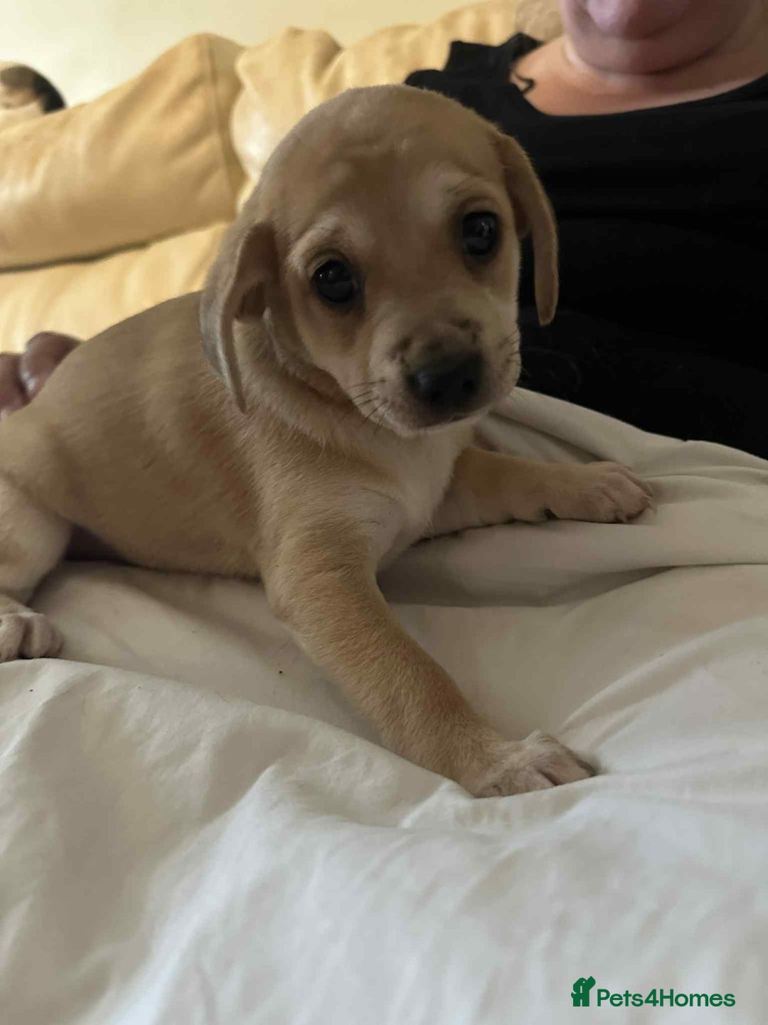 Mixed Breed dogs for sale: Beautiful and playful puppies for sale - Image 7