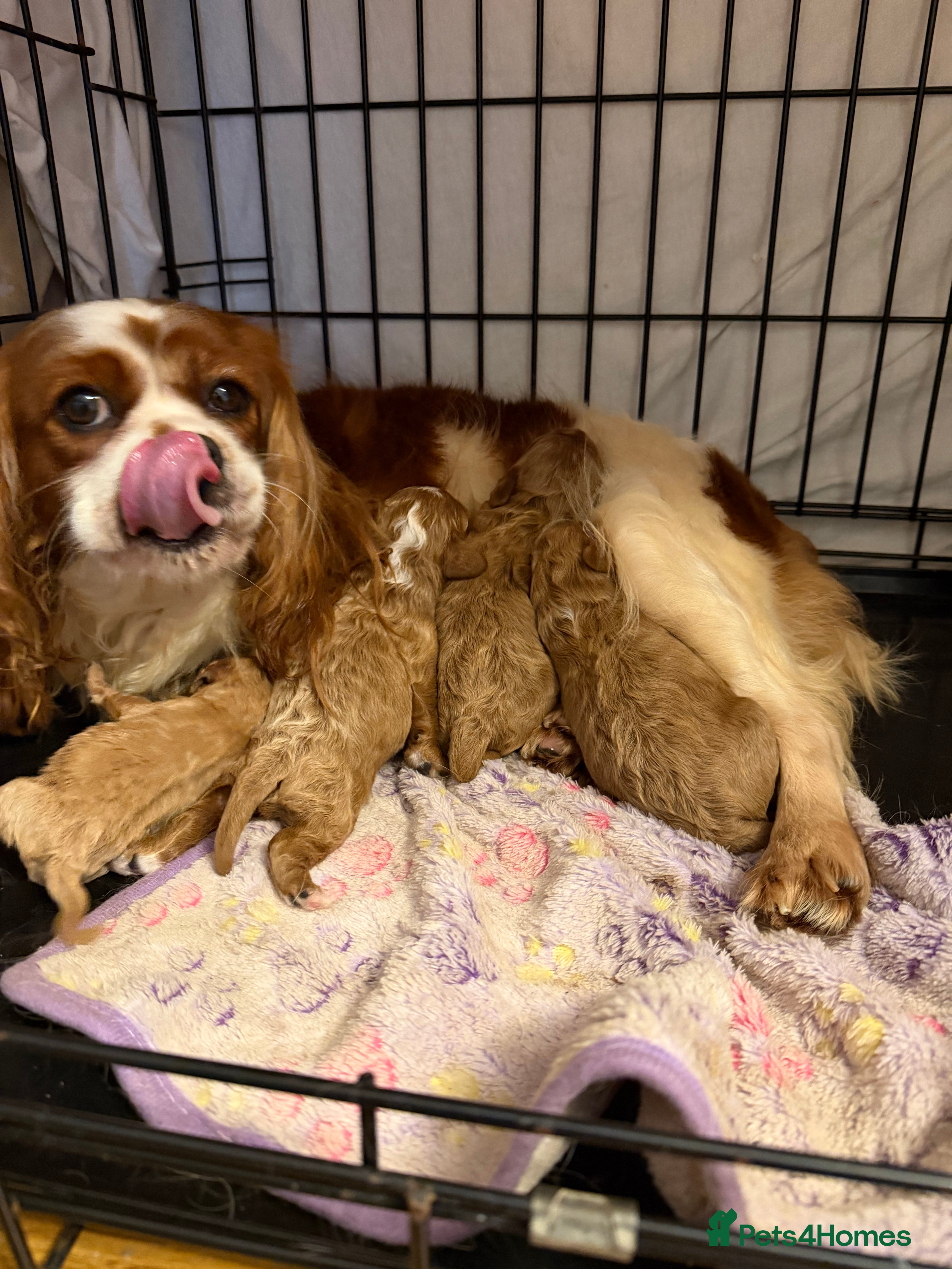 Cavapoo dogs F1 cavapoo puppies fully health tested - Advert 16