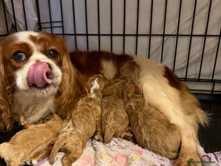 Cavapoo dogs F1 cavapoo puppies fully health tested - Advert 5