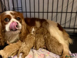 Cavapoo dogs F1 cavapoo puppies fully health tested - Advert 16