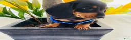 Miniature Dachshund dogs for sale: STUNNING Miniature Dachshund Puppies!!! - Advert 22