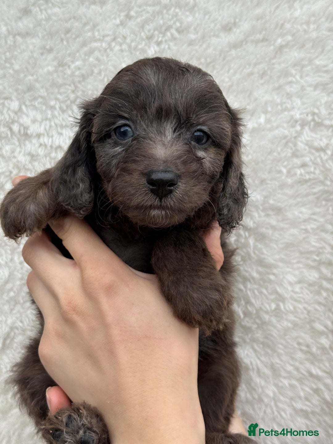 Aussiedoodle dogs for sale: Miniature Aussie Doodles  - Image 2