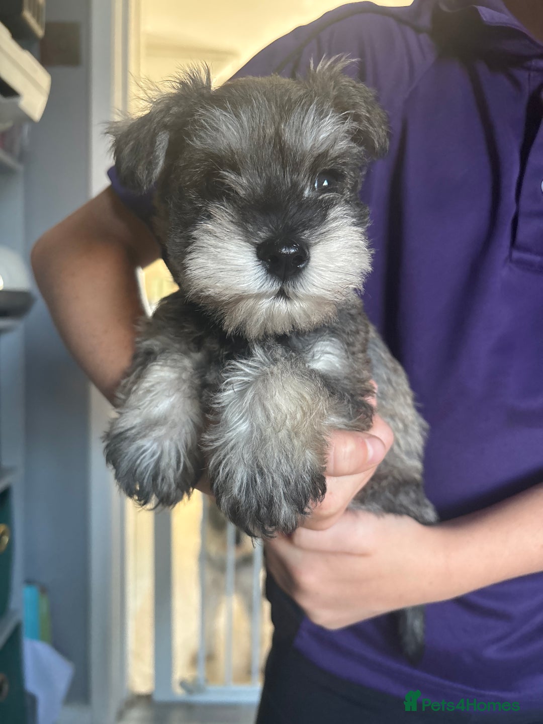 Miniature Schnauzer dogs for sale: 1 beautiful boy left - Image 1