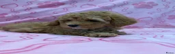 Maltipoo dogs for sale: Beautiful happy health tested,Maltipoo fur babies  - Advert 6