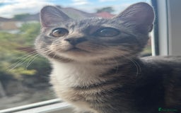 British Shorthair cats for sale: Female British Short Hair Kitten for sale - Image 7