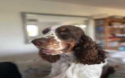 English Springer Spaniel dogs for stud: ENGLISH SPRINGER SPANIEL SHOW TYPE STUD DOG - Image 3