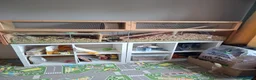 Gerbil rodents for sale: 4 Lovely 1yr Gerbil Sisters and Gerbilarium in Ottery Saint Mary - Advert 1