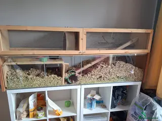 Gerbil rodents 4 Lovely 1yr Gerbil Sisters and Gerbilarium - Advert 24